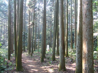 鎌倉熊野森.JPG