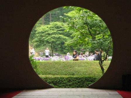 鎌倉市明月院13.JPG