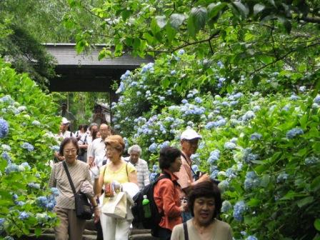 鎌倉市明月院14.JPG