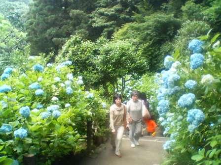 鎌倉市明月院16.JPG