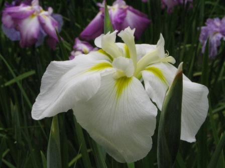 鎌倉市明月院花菖蒲2.JPG