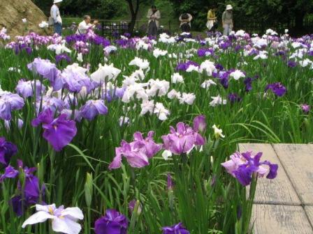 鎌倉市明月院花菖蒲3.JPG