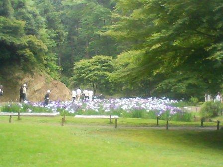 鎌倉市明月院花菖蒲5.JPG