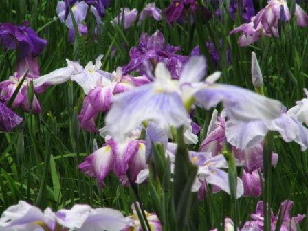 鎌倉市明月院花菖蒲2.JPG