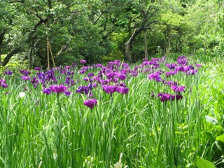 鎌倉東慶花菖蒲2.JPG
