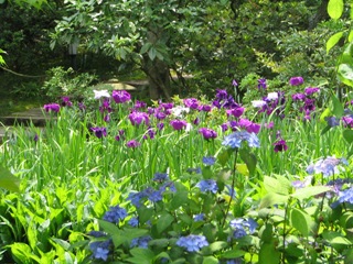 鎌倉東慶花菖蒲1.JPG