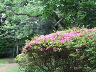 江ノ島片瀬山つつじ.JPG