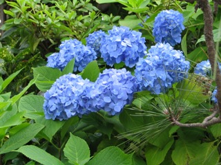 江ノ島満福寺あじさい.JPG